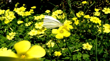 butterfly